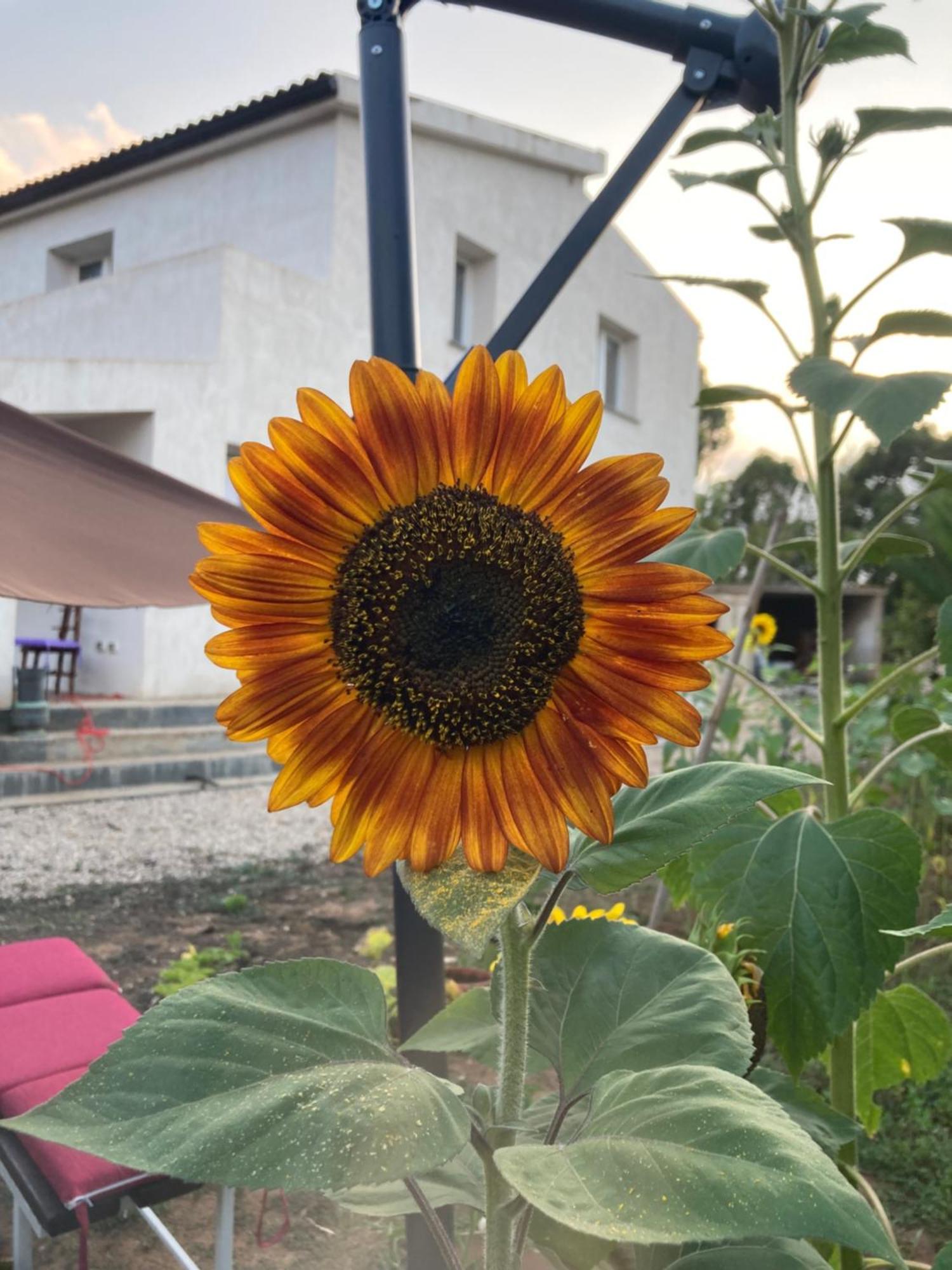 Villa Del Lupo 圣塔·马里亚·迪·帕尔玛 外观 照片